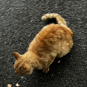 悟空（要我命三千）