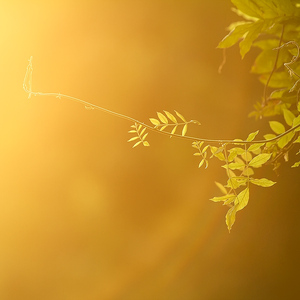 湖心亭（Cover 贰婶&小曲儿）
