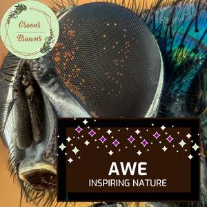 Placatory Coniferous Forest Evening