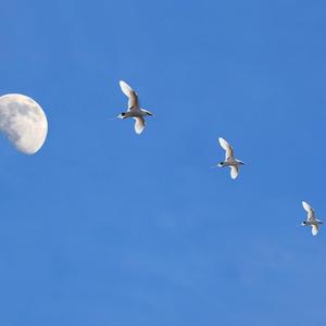 海客无心随白鸥