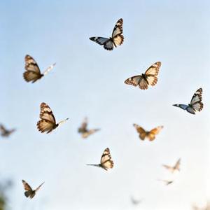 肩上蝶 (Cover 金志文 & 汤晓菲)