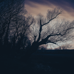 Where the Light Rests