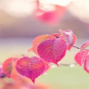 终究还是走散了 (剪辑版)