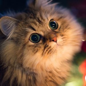 我想大声告诉你