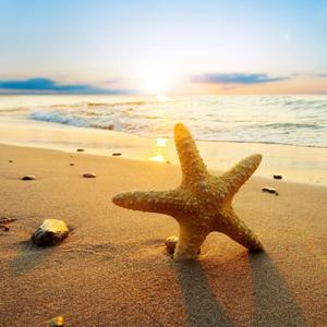 情热大陆（c调琴与lowF调琴一把位演奏）