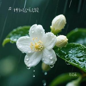 茉莉雨 (Cover 林俊杰)