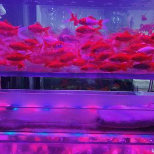 声声慢（翻自 崔开潮）