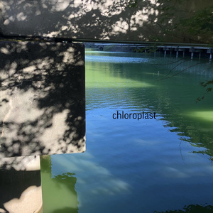 chloroplast