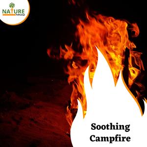 Woodland Forest Camp Stories