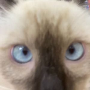 妻