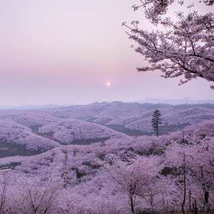 春天，樱花和你