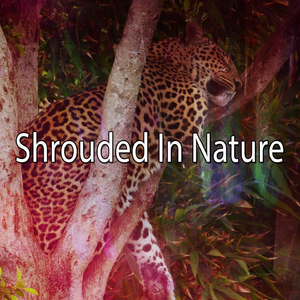 Rain With Quiet Bird Chorus