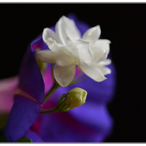 好一朵美丽的茉莉花？（Remix）