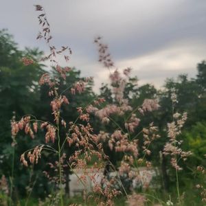 那片金黄的稻田