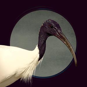 Longsong