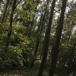 Vor'm Fenster der Frau