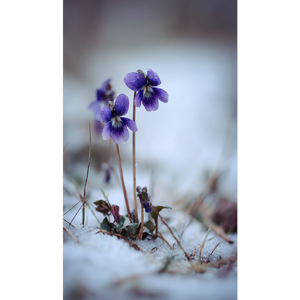 Violets Don't Die, They Sleep by Lᴿᴰᴮ ⌁ ❤️‍🔥🎧