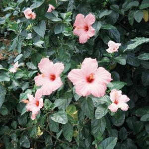 let me buy you flowers (sped up)