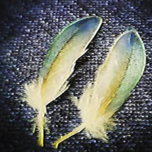 【FREE】''Feathers''