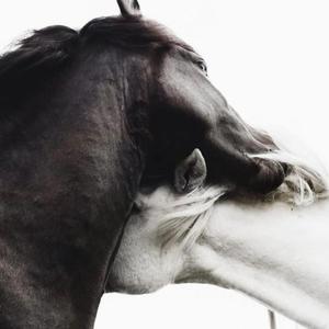 AAQ (aprendete a querer)