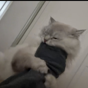 欢乐猪猪包