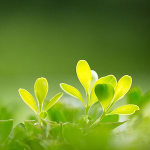 吐叨放鹰坦