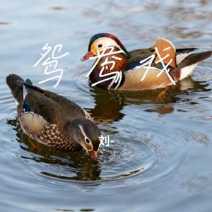 鸳鸯戏 (Cover Babystop_山竹 & 伊笑)