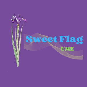 Sweet Flag