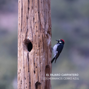 El Pajaro Carpintero