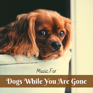 Adopt a Dog
