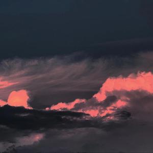 Celestial Rose