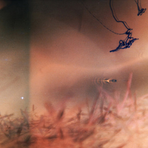 The Solid Gold Web: Cavemen Ruling the World