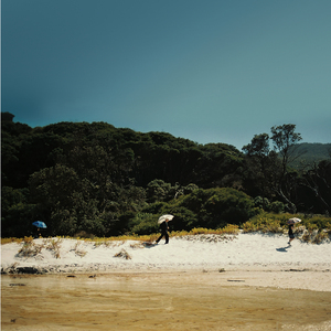 Sealers Cove