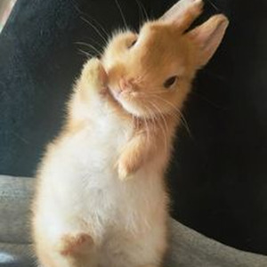 SILVER TOOTH. (slowed)