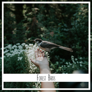 Waldgeraeusche für Kinder zum Entspannen