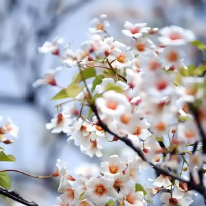 花香旧梦
