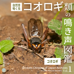 Loxoblemmus tsushimensis