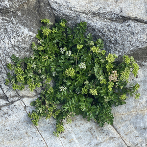 勃拉姆斯摇篮曲 吉他音樂