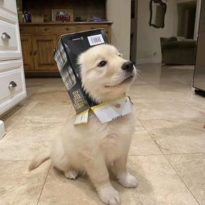 一腔诗意喂了狗