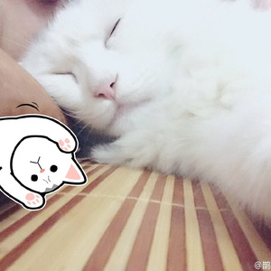 青媚狐（女声温柔绿色版）