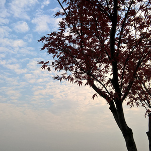 画地为牢(cover云泣&叶里)