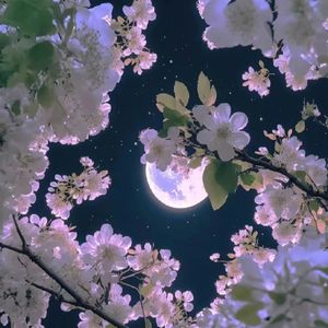 月光酿（cover晴愔/以冬）