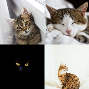 抚慰的睡猫回忆