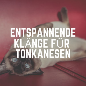 Unbesorgt Katze