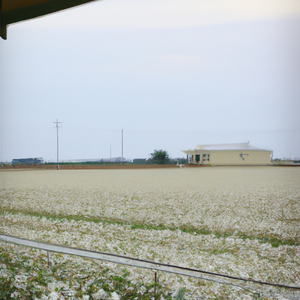 Fertilize