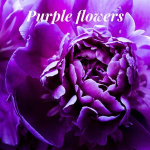 Purple flowers