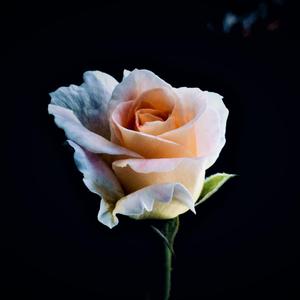 Dil Ka Zakhm (feat. Sayam Raj Sagar)