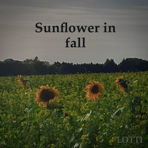 Sunflower in Fall