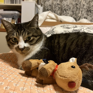 暴れん坊のもんすんさんた (アレンジ)