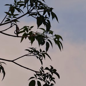 晚风拂过巷口